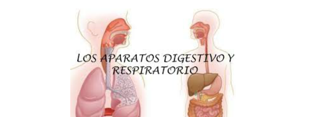 Proceso digestivo y respiratorio. ¿Cómo es?