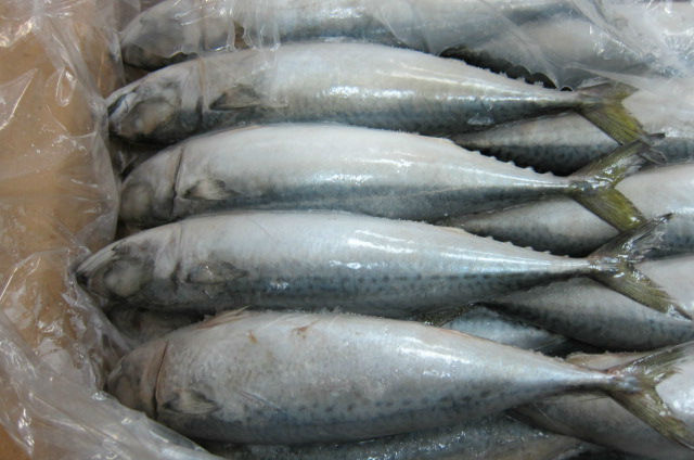 Harga Ikan Kembung RM12 Sekilo di Perlis - Bakul2011.com