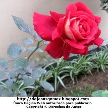 Foto de una rosa roja. Foto de rosa tomada por Jesus Gómez