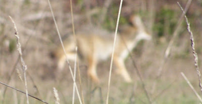 coyote on Elmhurst Road