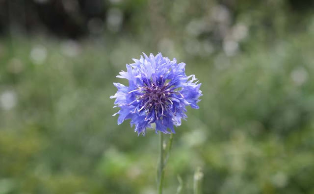 Cornflower Flowers Pictures