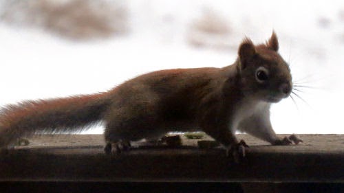 red squirrel