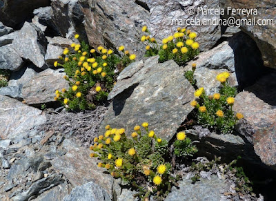 Senecio pachyphyllos