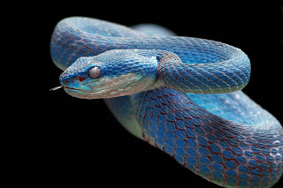 poisonous snake on a black background