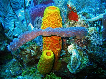 Biogeografi Explore Porifera Cnidaria Ctenophora