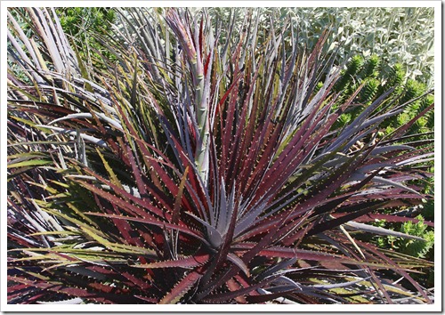 120414_AnniesAnnuals_12