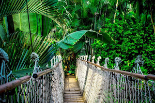 Rainforest Suspension Bridge Photo by Nile at https://pixabay.com/photos/suspension-bridge-rainforest-amazon-959853/