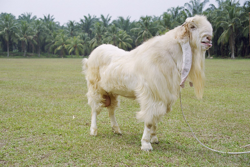  Gambar gambar menarik dan lucu Gambar kambing etawa