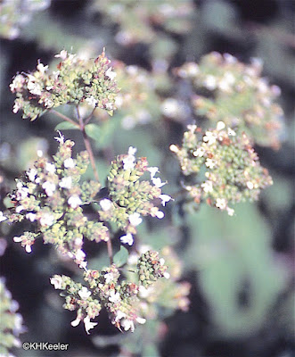 oregano, Origanum vulgare