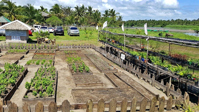 vegetable garden at Sabang Daguitan Surf Camp in Dulag Leyte