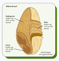 wheat-kernel