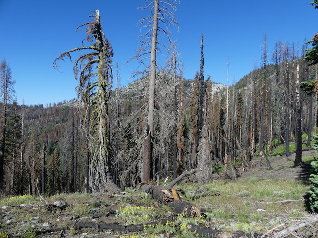 102: burned trees hide green patches ahead