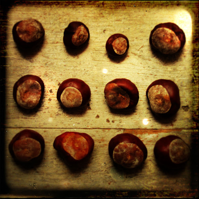 conkers. Photograph by Tim Irving