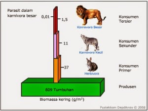 Piramida Biomassa