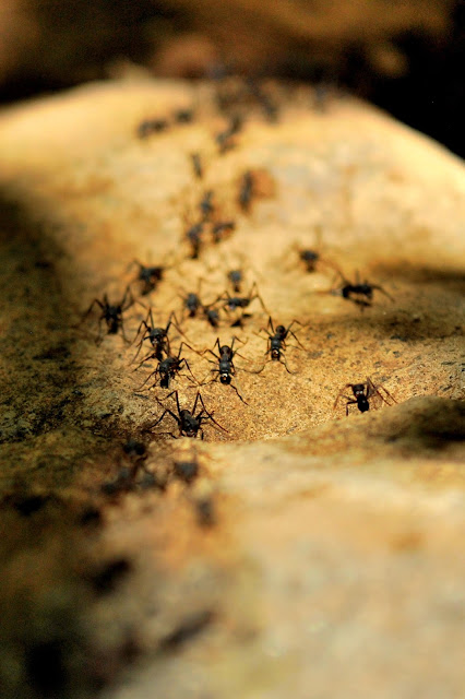Fotos de fauna en costa rica. Hormigas del parque nacional rincón de la vieja