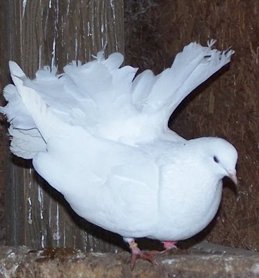 Silky Fantail Pigeon