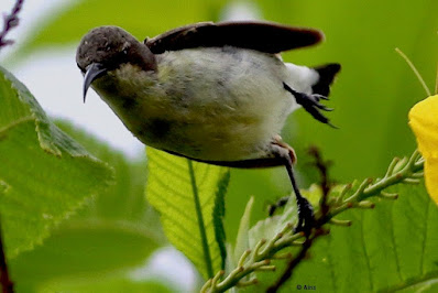 Purple Sunbird