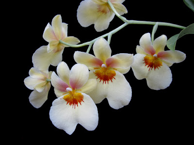 Miltoniopsis Andrea West orchid care and culture