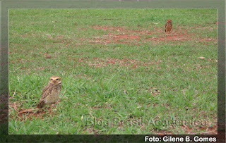 Casal de Corujas