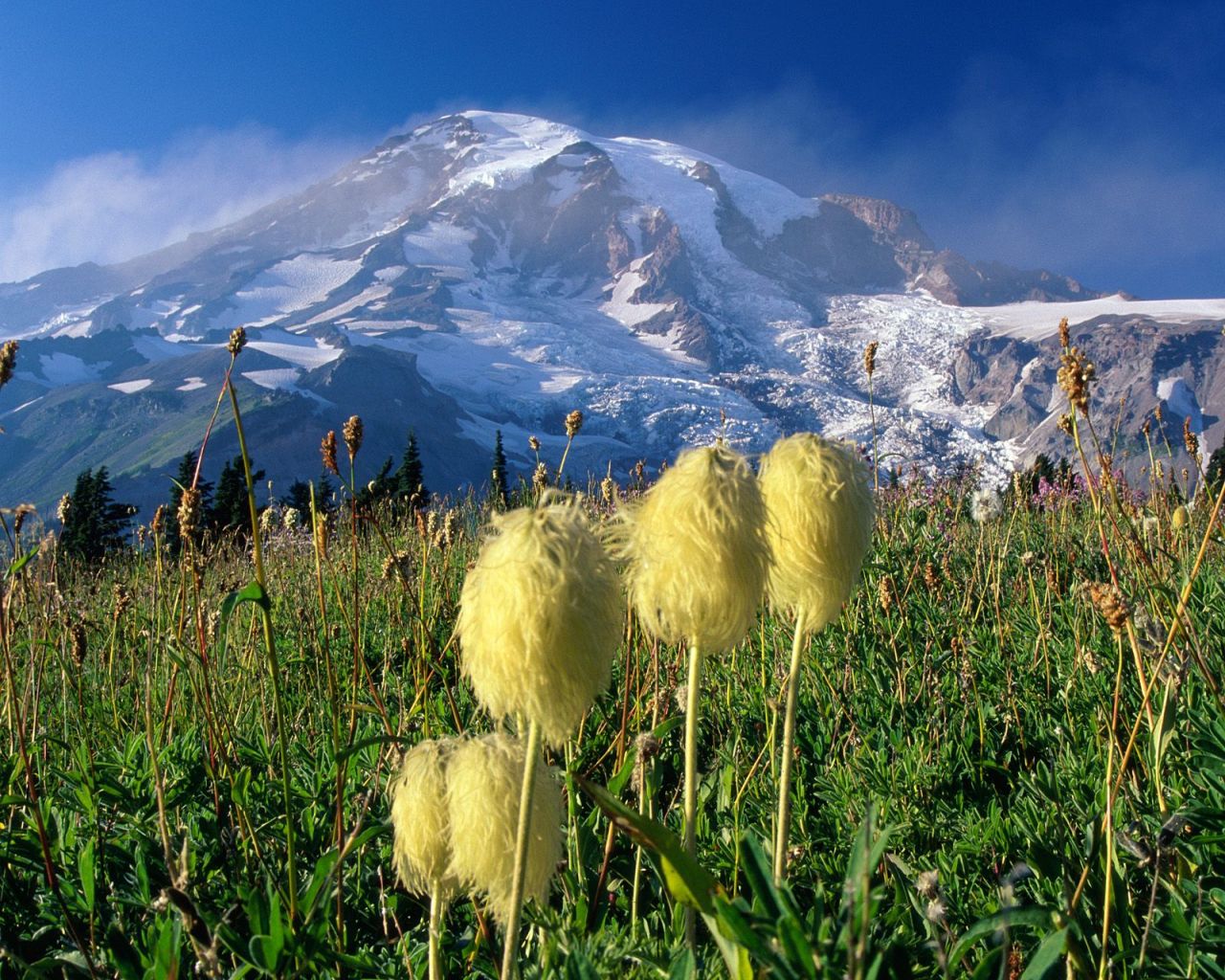 hd-wallpaper backgrounds: Mount Rainier National Park HD Wallpaper