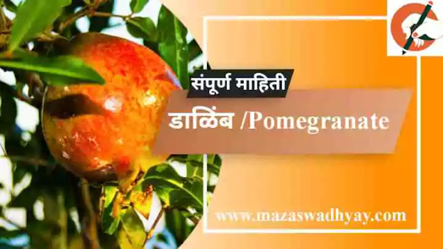 Pomegranate Information in Marathi Esay  Pomegranate information in marathi pdf  Pomegranate Information  Pomegranate Information in Marathi  डाळिंब झाडाविषयी माहिती  डाळिंब या फळाविषयी माहिती.  डाळिंब झाडाची माहिती मराठी   Dalimb zadachi Mahiti