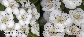 Midland Hawthorn, Crataegus laevigata, and Common Hawthorn, Crataegus monogyna.  Flowers compared.  25 April 2017.