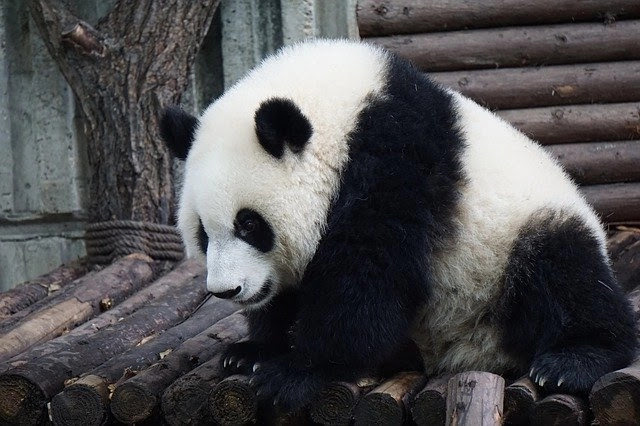 cool facts about pandas