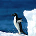 Penguin on snow wallpaper