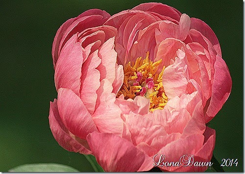 Peony Coral Charm