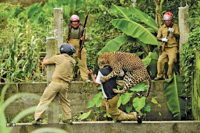Leopard attacking Humans Protectorate in India