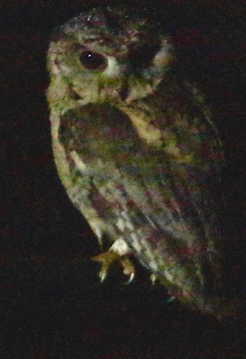 Indian Scops-Owl