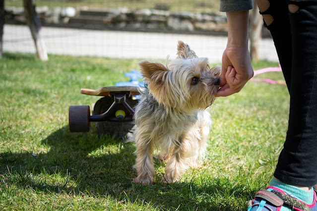 A woman gives a treat to a Yorkshire Terrier outside on the lawn, with a skateboard behind. Only the person's arm and leg are visible.