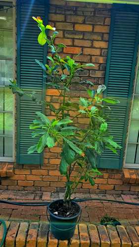 Avocado Tree growing in a por