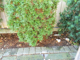 St. Clair West Village Toronto Fall Cleanup After by Paul Jung Gardening Services--a Toronto Gardening Services Company