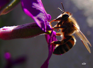 Insekten, insekte, insektet, intsektuak, insekti, Насекоми, insekter, insects, Putukad, Hyönteiset, insectes, έντομα, serangga, feithidí, skordýr, insetti, ensèk