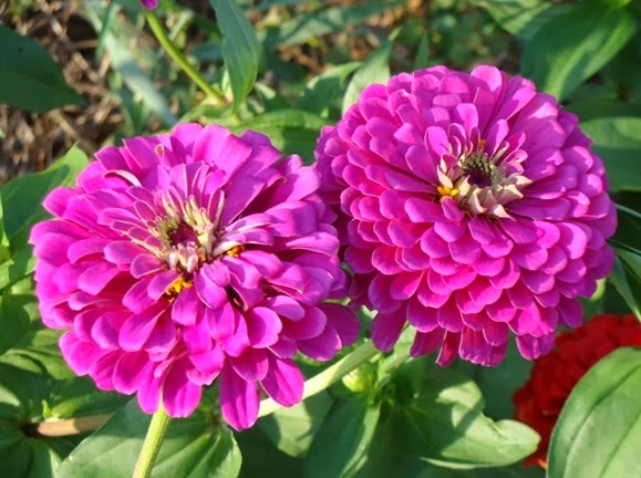  zinnia