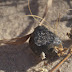 Recuperados frag­mentos del impacto de un asteroide en Botsuana