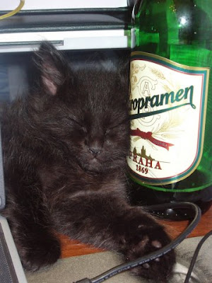 drunk cat pictures