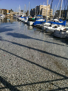 millions of dead anchovies float to surface on redondo beach