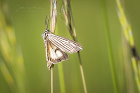 Coscinia striata