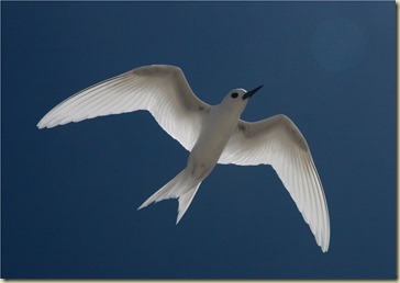 raroia2IMG_0752