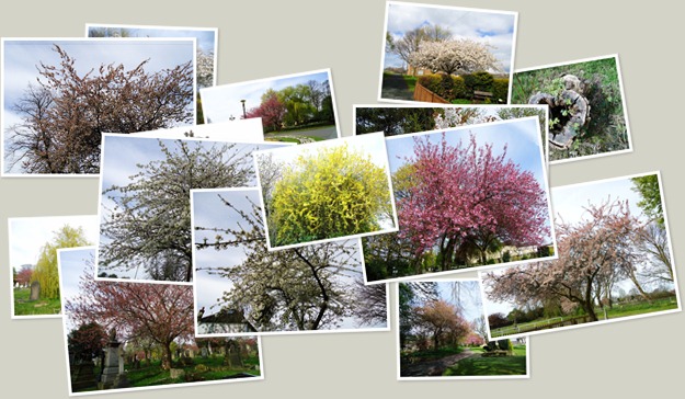 View On the Blossom Trail