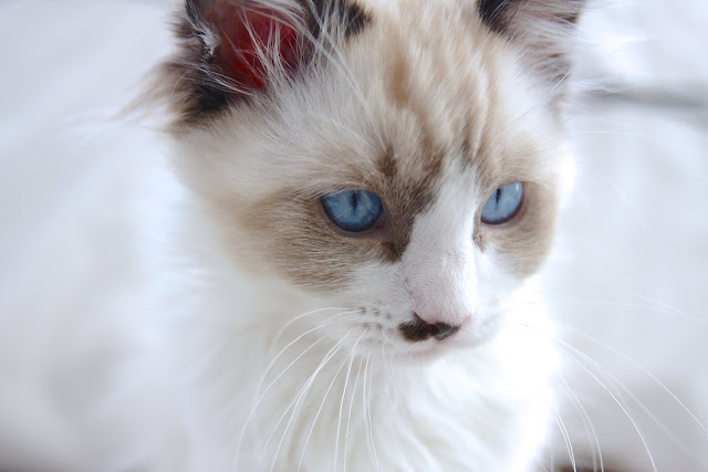 beautiful ragdoll cats with blue eyes