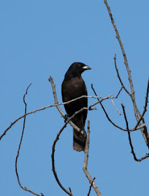 Bronzed Cowbird - Eagle Lakes Community Park, Florida
