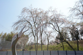 六地蔵寺のシダレザクラ