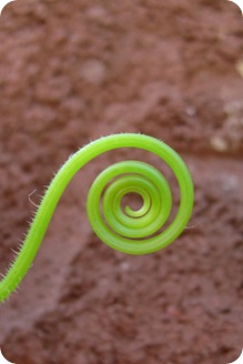 curlgarden