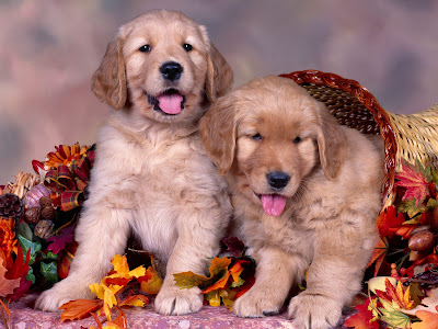 Dogs 2 Cute Puppies Free Desktop Picture