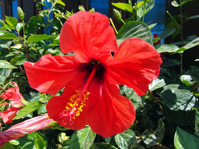 Hibiscus Flower HD Wallpapers Free Download