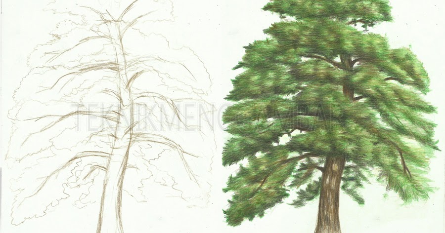 Cara Menggambar Pohon Pinus Dengan