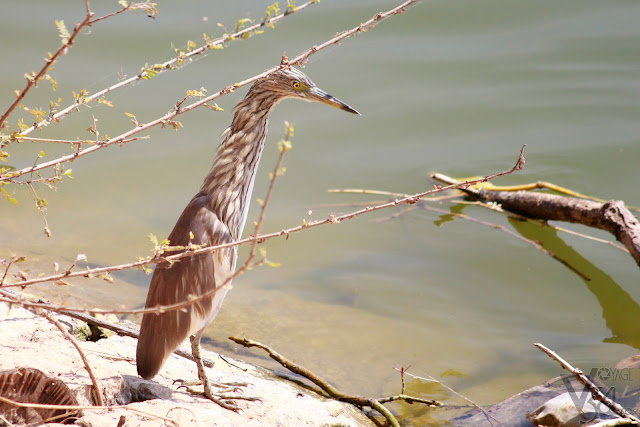 Pond Heron